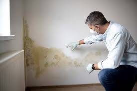 Best Mold Damage Restoration  in Brevard, NC